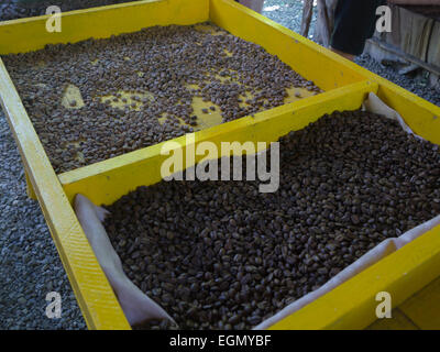I chicchi di caffè di essiccazione al sole Repubblica Dominicana cresciuto sul villaggio nativo farm importante prodotto di esportazione Foto Stock