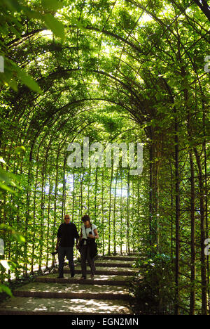 Tunnel di faggio, il giardino a Alnwick Foto Stock