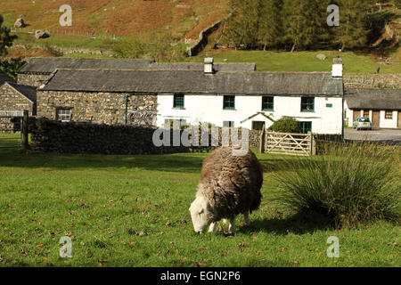 Herdwick pascolo di pecore. Medio è sceso farm. Lake District farm Foto Stock