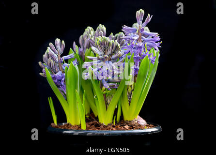 Blu porpora germoglio di fiore giacinti Hyacinthus orientalis Foto Stock