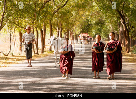 Un agricoltore che conduce la sua mucca, e tre giovani monaci buddisti noviciates su una strada di Bagan, Myanmar ( Birmania ), Asia Foto Stock