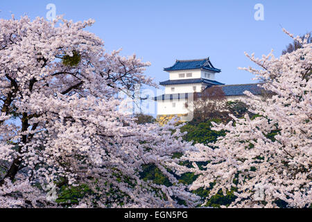 Hikone, Giappone al castello di Hikone in primavera. Foto Stock