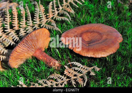 Oak milkcap / oakbug milkcap / milkcap meridionale (Lactarius quietus / Agaricus quietus) con la parte inferiore che mostra le branchie Foto Stock