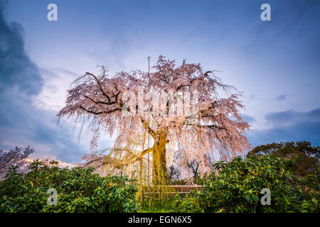 Parco Maruyama a Kyoto, in Giappone durante la primavera Cherry Blossom Festival. Foto Stock