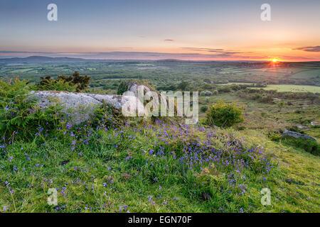 La molla Bluebells crescendo sulla brughiera a Helman Tor vicino a Bodmin in Cornovaglia Foto Stock