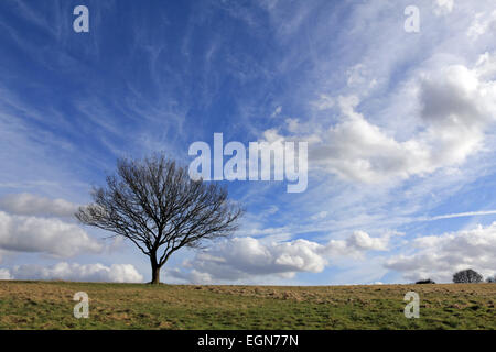 Epsom Surrey, Regno Unito. Il 27 febbraio 2015. Regno Unito: Meteo in una giornata di sole in gran parte del Regno Unito, spettacolari formazioni di nubi riempiono il cielo sopra il Lone Tree su Epsom Downs. Credito: Julia Gavin UK/Alamy Live News Foto Stock