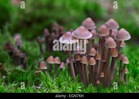 Latte fungo del cofano / cofano di mungitura del latte / discesa (mycena Mycena galopus) Foto Stock