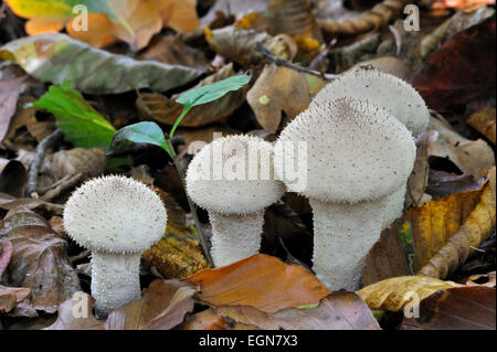 Comuni / puffball warted puffball / gem-puffball chiodati / devil's Snuff-box (Lycoperdon perlatum / Lycoperdon gemmatum) Foto Stock