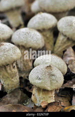 Pestello puffball / a stelo lungo (puffball Handkea excipuliformis / Calvatia excipuliformis) Foto Stock