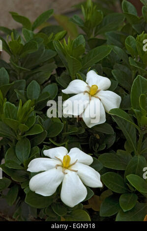 Gardenia jasminoides, ' gemma bianca ' cultivar Foto Stock