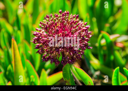 Fiore di succulenti seme head trovati di fronte alla spiaggia di Cipro Foto Stock