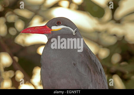 Inca Tern (Larosterna inca) Foto Stock