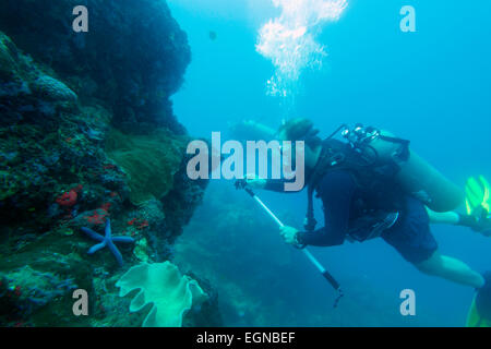 Il Sud Est Asiatico, Filippine, Visayas, Cebu, Apo Island scuba diving e vita marina Foto Stock