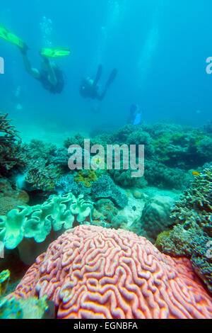 Il Sud Est Asiatico, Filippine, Visayas, Cebu, Apo Island scuba diving e vita marina Foto Stock