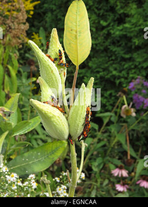 Milkweed bug Foto Stock