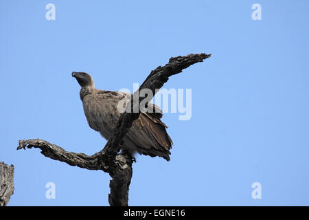 White-backed vulture appollaiato in albero morto nel Parco Nazionale Kruger Sud Africa Foto Stock