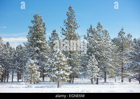 Una bellissima foresta con una leggera nevicata fresca nel Parco Nazionale di Bryce Canyon, Utah. Foto Stock