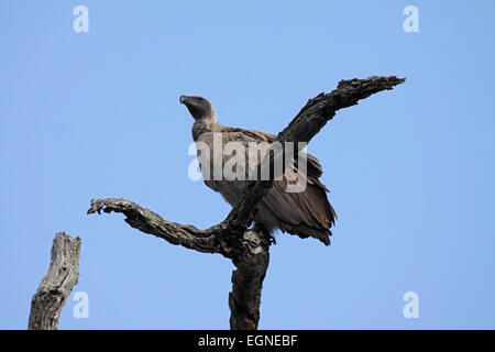 White-backed vulture appollaiato in albero morto nel Parco Nazionale Kruger Sud Africa Foto Stock