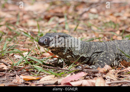 Monitor di pizzo / Goanna (Varanus varius), un bicchierino National Park, New South Wales (NSW), Australia Foto Stock