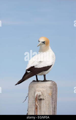 Australasian Gannett (Morus serrator), il papa's Eye, Port Phillip Bay, Victoria, Australia Foto Stock