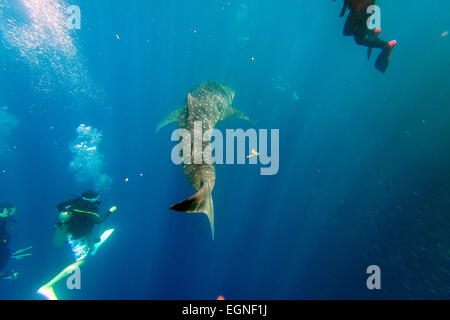 Il Sud Est Asiatico, Filippine, Visayas, Cebu, Moalboal, Panagsama Beach, squalo balena (Rhincodon typus) e subacquei Foto Stock