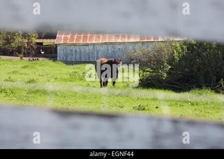 Bellissimi cavalli in miniatura visto attraverso la recinzione stecche in un pascolo Foto Stock