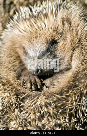 Poco riccio (Erinaceus europaeus) arrotolato vicino fino Foto Stock