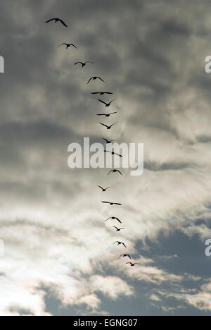 Graylag oche (Anser anser) battenti in sciolto V formazione Foto Stock