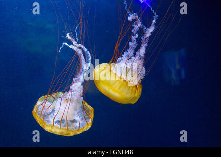 Una coppia di bellissimi jelly fish in un acquario. Foto Stock