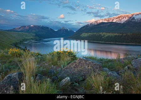 Fiori di campo sulla morena Wallowa affacciato sul lago vicino a sunrise. Giuseppe, Oregon, Stati Uniti d'America. molla. Foto Stock