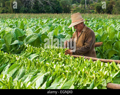 Il tabacco cubano lavoratore nel campo del tabacco in Vinales, Cuba Foto Stock