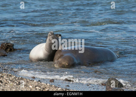 Hawaiian foca monaca, Neomonachus schauinslandi, 8-9 anni di sesso femminile e 6 settimane vecchio cucciolo, Ka'u, isola di Hawaii Foto Stock