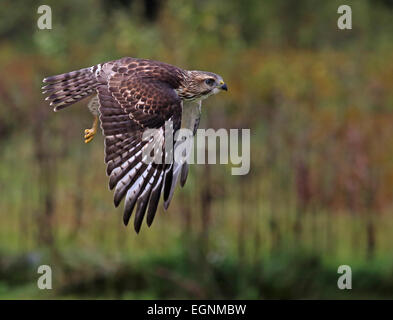 Flying ampia-winged Hawk Foto Stock