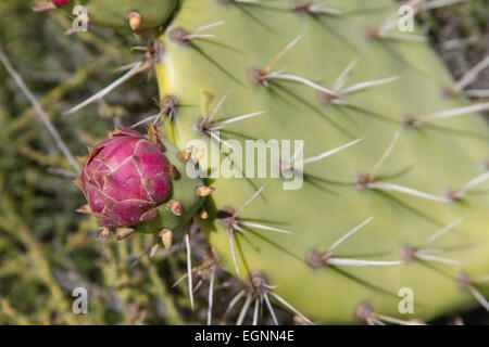 Red cactus fiore che sboccia su Cactus spinoso in estate Foto Stock