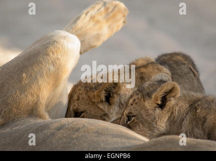 Due lion cubs il lattante dalla loro madre Foto Stock