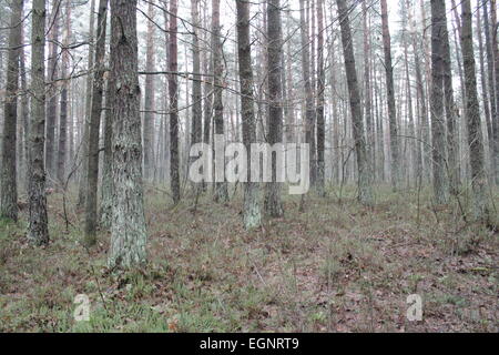 Grigia giornata di primavera nella foresta di pini su un profondo lonely palude Foto Stock