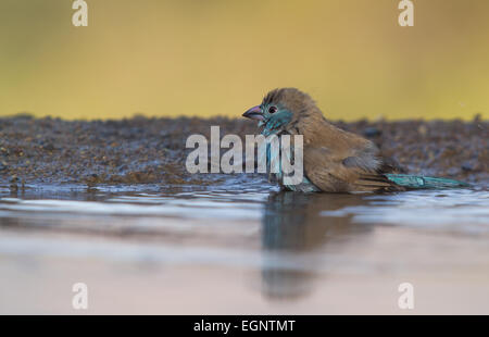 Blue Waxbill la balneazione Foto Stock