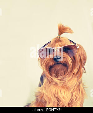 Yorkshire terrier ritratto in rosa occhiali da sole guardando la fotocamera Foto Stock