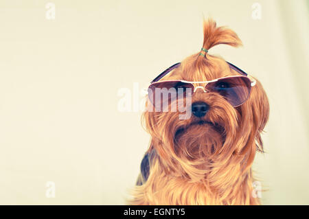 Yorkshire terrier ritratto in rosa occhiali da sole guardando la fotocamera Foto Stock