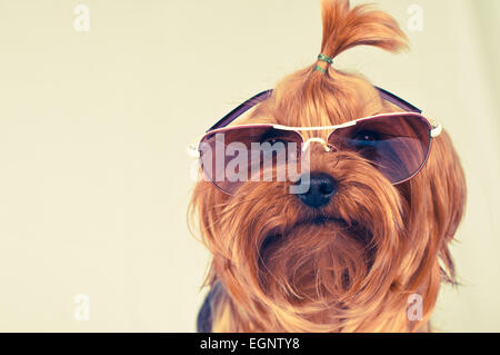 Yorkshire terrier ritratto in rosa occhiali da sole guardando la fotocamera Foto Stock