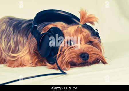 Cute cane Ascoltare musica con grande nero cuffie e guardando la fotocamera Foto Stock