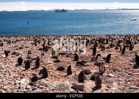 L'Antartide, Paulet Island, nave da crociera ormeggiata di fronte Adelie colonia di pinguini Foto Stock