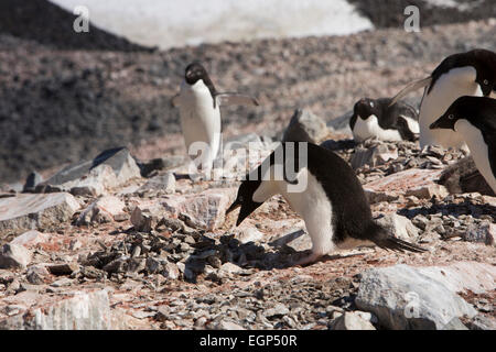 L'Antartide, Paulet Island, Adelie penguin in colonia facendo nido usando pietra rubato dal rivale Foto Stock