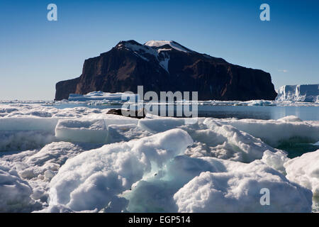 L'Antartide, Mare di Weddell, Guarnizione di Weddell, Leptonychotes weddellii poggiante sulla banchisa Foto Stock