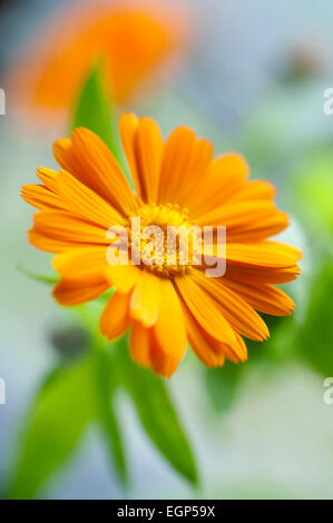 Calendula, Calendula officinalis. Chiudi vista frontale di uno aperto fiore di arancia con lascia dietro di sé. Messa a fuoco selettiva. Foto Stock