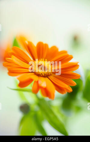 Calendula, Calendula officinalis. Chiudi vista frontale di uno aperto fiore di arancia con lascia dietro di sé. Messa a fuoco selettiva. Foto Stock