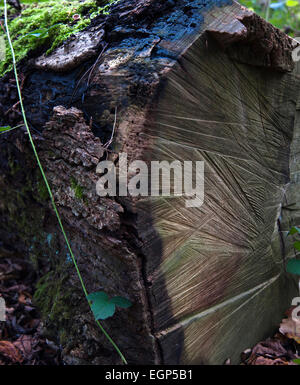 Chiudere la vista dei segati tronco di albero che mostra la sega di marchi e il tarlo fori nella corteccia come decade. Stelo di rovo iniziando a crescere su di esso. Foto Stock