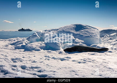 L'Antartide, Mare di Weddell, Antartico tenuta di Weddell poggiante sulla banchisa nei pressi di nave da crociera Foto Stock