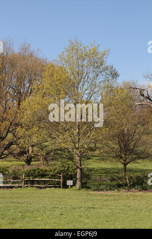 Albero di quercia piantata a commemorare la costituzione degli Stati Uniti, Runnymede, Surrey, Regno Unito. Foto Stock