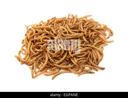 Essiccato mealworms, isolato su sfondo bianco Foto Stock